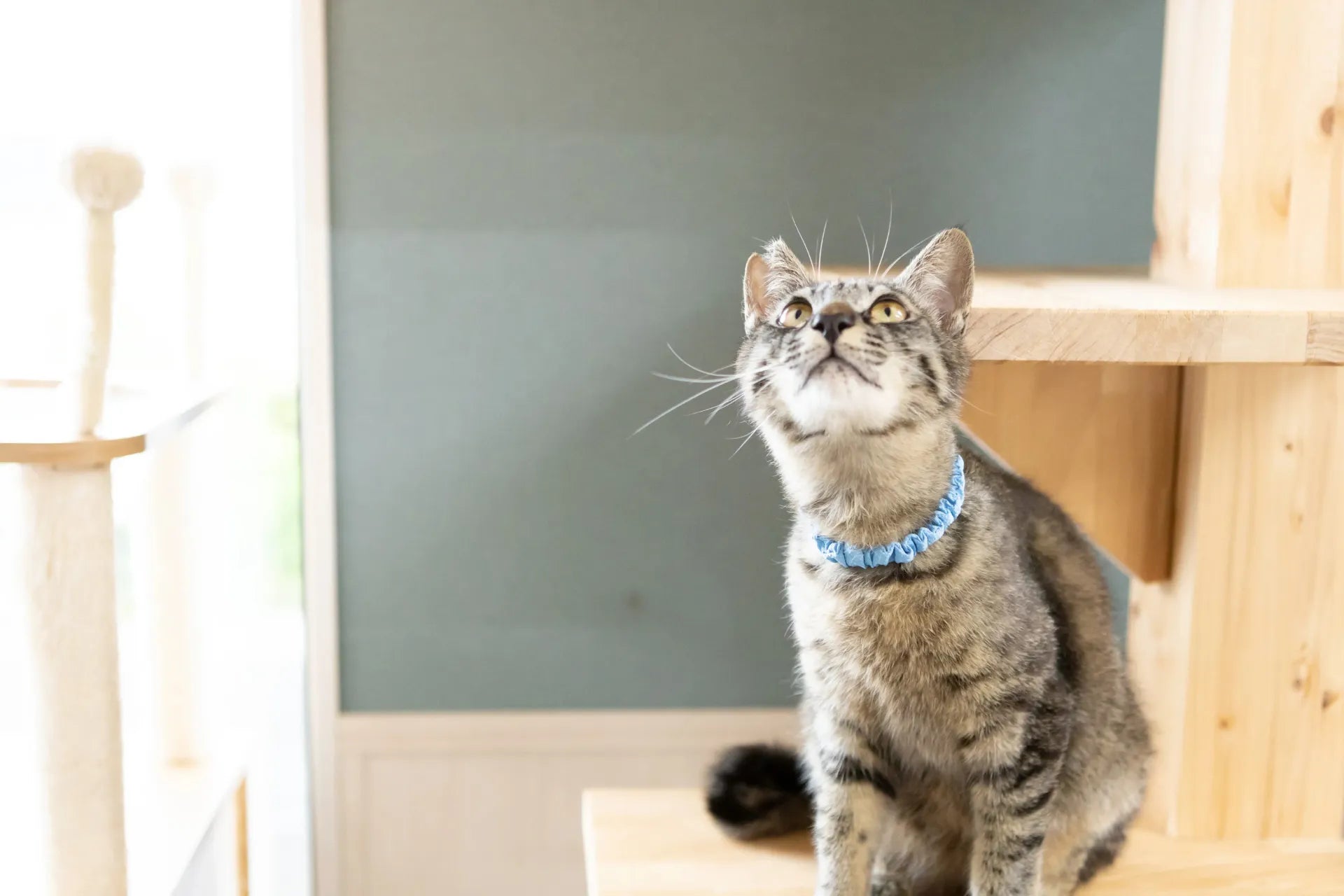 PETAPLUS®|ペタプラス®(ペット) - colovany