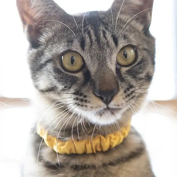 [コロバニィ] ペタプラス® にゃんくるバンド 猫・小型犬用 ネックバンド ちりめん 日本製 スパオール®×TERAQOL®加工 セーフティバックル S〜XL 全11柄