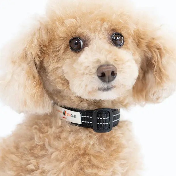 [コロバニィ] ペタプラス® YORISOUカラー 犬用 首輪 スパオール®×TERAQOL®加工 反射素材 吸水性 日本製 3色 4サイズ（XS〜L）